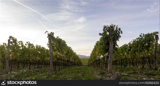 Low angel view of grape vines in a vineyard, Tuscany, Italy