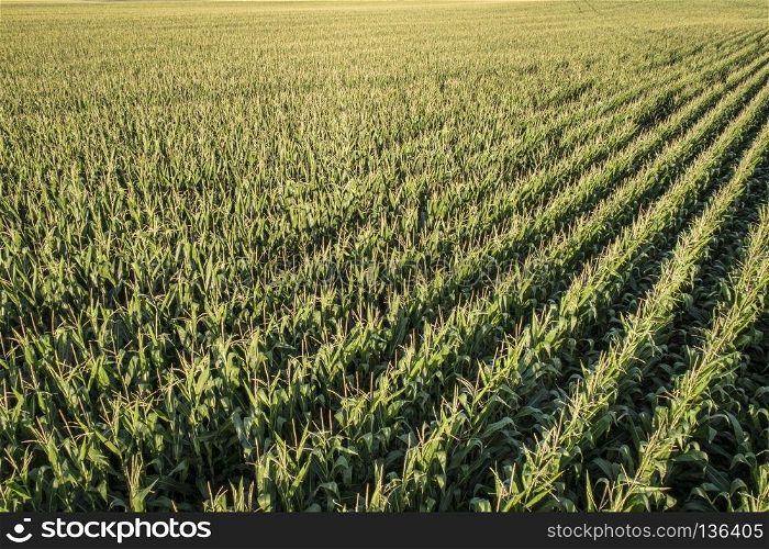 low angle aerial view of corn field in eastern Colorado
