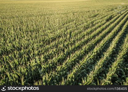 low angle aerial view of corn field in eastern Colorado