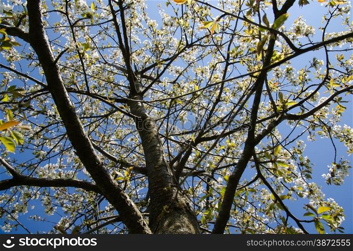 Low angle image of a cherry tree with white flowers