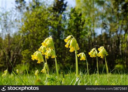 Low angle image of sunlit cowslip flowers in green grass