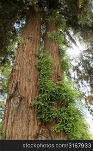 Low angle of a California Redwood Sequoia.