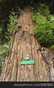 Low angle of a California Redwood Sequoia with sign.