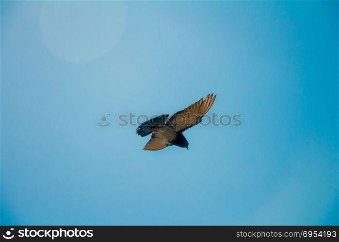Low angle of a pigeon flying in the sky.