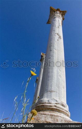 Low angle photo of ancient columns and a daisy at Salamis ruins in Cyprus- portrait format