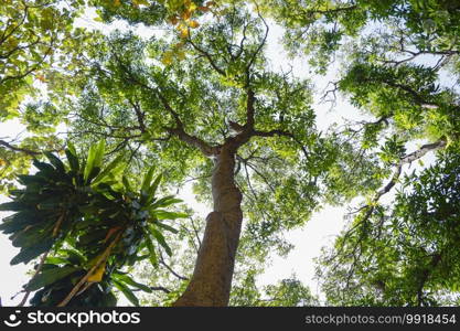 Low angle shot of a big tree with many branches.