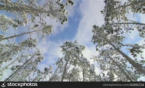 Low angle shot of flying clouds in blue sky above pine trees covered with snow in the winte