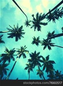 Low angle shot of palm trees