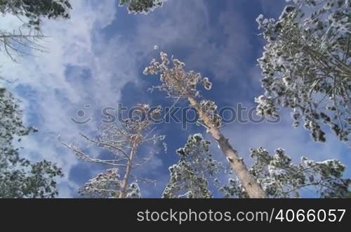 Low angle shot of pine trees covered with snow in the winter forest