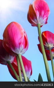 low angle shot of red tulips with blue sky and sunbeams at background