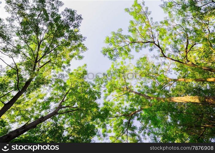 Low-angle shot of tree in forest