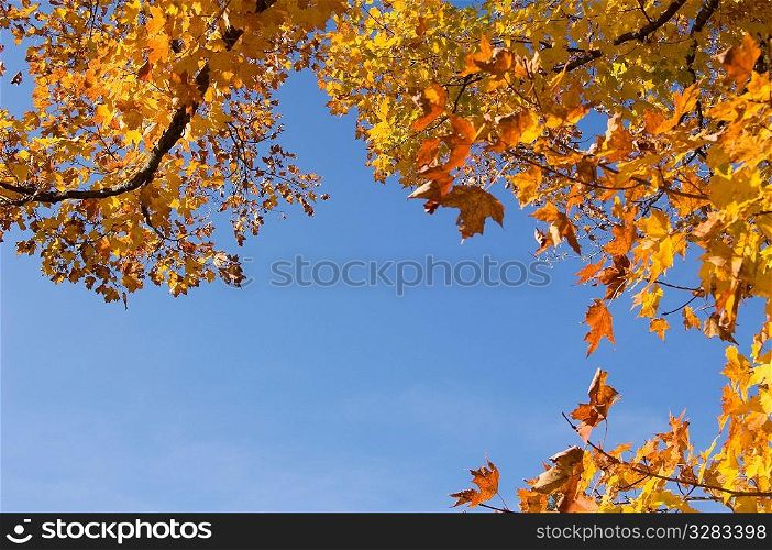 Low angle view at the leaves of autumn.