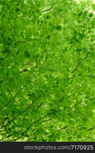 Low angle view - full frame background of fresh green leaves in a crown of a beech tree