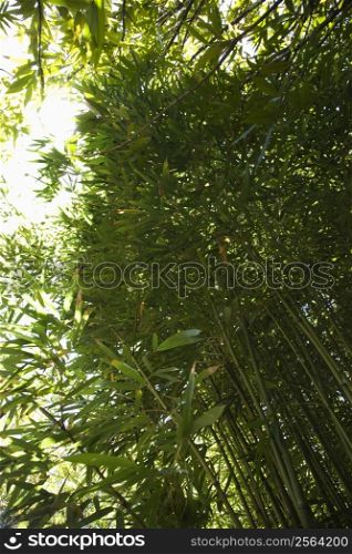 Low angle view looking up at bamboo in Maui, Hawaii, USA.