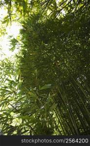 Low angle view looking up at bamboo in Maui, Hawaii, USA.