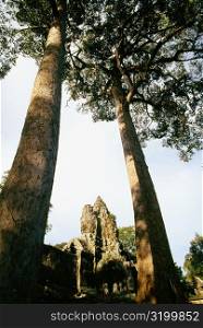 Low angle view of a banyan tree, Angkor Wat, Angkor, Siem Reap, Cambodia
