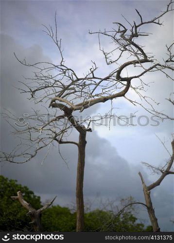 Low angle view of a bare tree