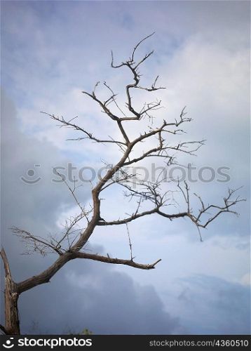 Low angle view of a bare tree