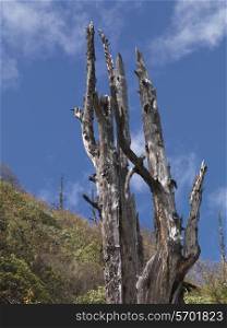 Low angle view of a bare tree, Bhutan