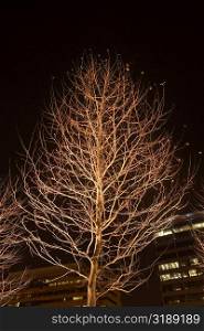 Low angle view of a bare tree in front of a building, Baltimore, Maryland, USA