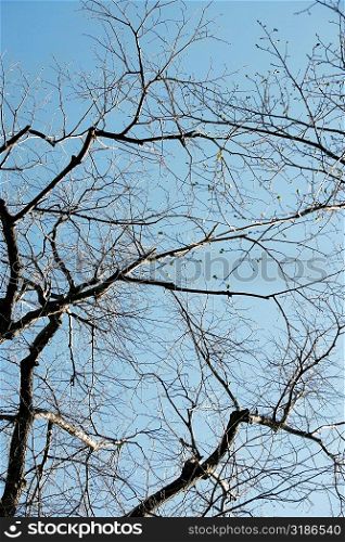 Low angle view of a bare tree, Washington DC, USA