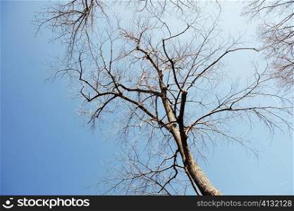 Low angle view of a bare tree, Washington DC, USA