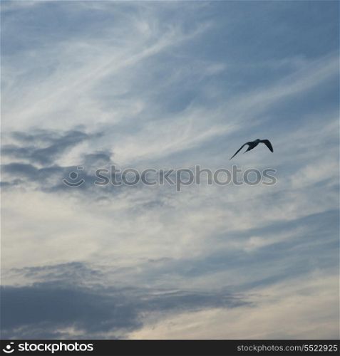 Low angle view of a bird flying in the sky, Utila Island, Bay Islands, Honduras