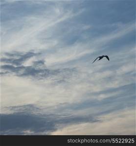 Low angle view of a bird flying in the sky, Utila Island, Bay Islands, Honduras