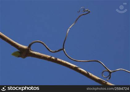 Low angle view of a branch