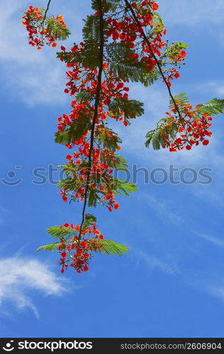 Low angle view of a branch of Flame tree (Delonix regia)