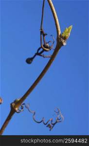 Low angle view of a bud on a branch