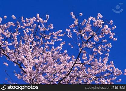 Low angle view of a cherry blossom tree, Washington DC, USA