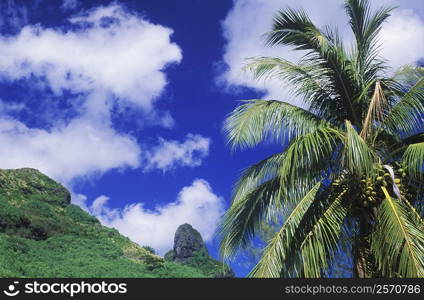 Low angle view of a coconut palm tree