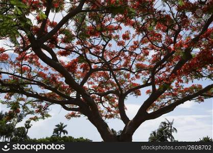 Low angle view of a Flame tree (Delonix regia)