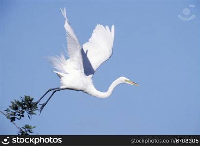 Low angle view of a Heron flying in the sky