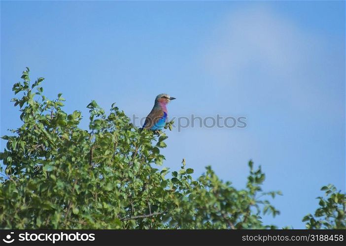 Low angle view of a Lilac-Breasted Roller (Coracias caudata) perching at a tree top, Makalali Game Reserve, South Africa