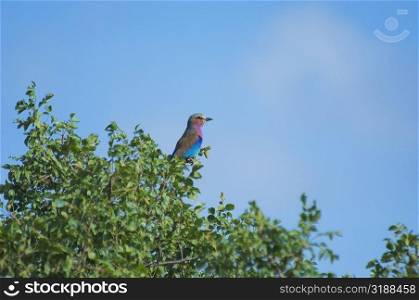 Low angle view of a Lilac-Breasted Roller (Coracias caudata) perching at a tree top, Makalali Game Reserve, South Africa