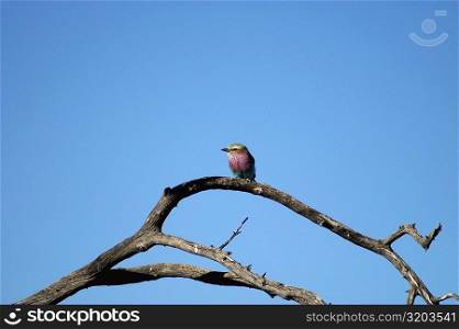 Low angle view of a Lilac-Breasted Roller (Coracias caudata) perching on a tree branch, Kalahari Desert, Botswana
