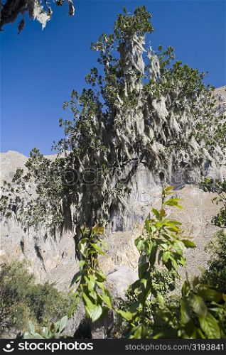 Low angle view of a mountain covered with trees, San Juan de Chuccho, Colca Canyon, Arequipa, Peru