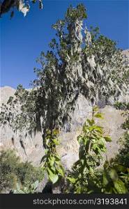 Low angle view of a mountain covered with trees, San Juan de Chuccho, Colca Canyon, Arequipa, Peru