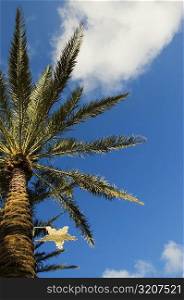 Low angle view of a palm tree