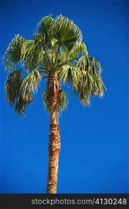 Low angle view of a palm tree