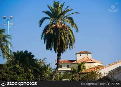 Low angle view of a palm tree in front of a building