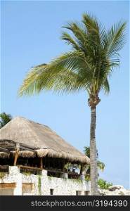 Low angle view of a palm tree in front of a building, Cancun, Mexico