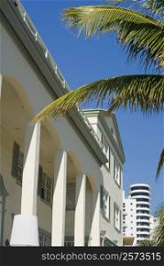 Low angle view of a palm tree in front of a building, Miami, Florida, USA