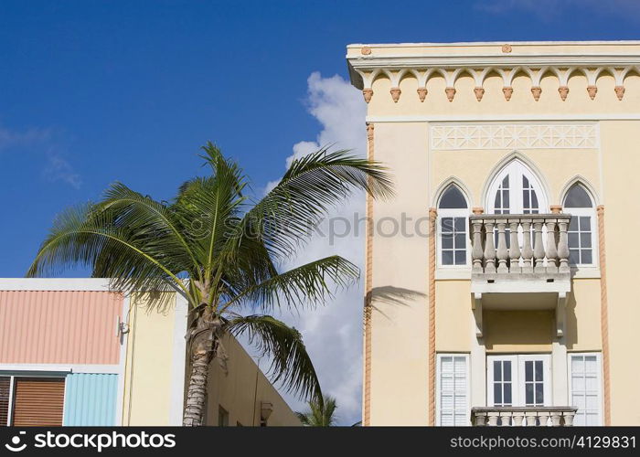 Low angle view of a palm tree in front of buildings, South Beach, Miami Beach, Florida, USA