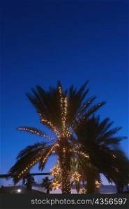 Low angle view of a palm tree lit up at dusk