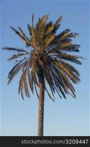 Low angle view of a palm tree, Miami, Florida, USA
