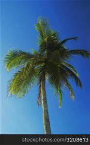 Low angle view of a palm tree, Providencia, san Andres Providencia y Santa Catalina, San Andres y Providencia Department, Colombia