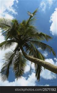 Low angle view of a palm tree, Providencia y Santa Catalina, San Andres y Providencia Department, Colombia
